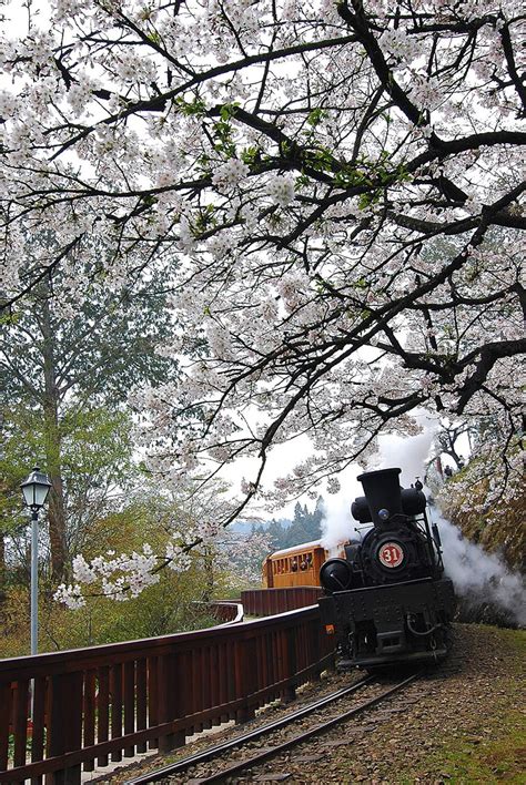 曼哈頓懸日美景抵「嘉」！趕上阿里山花季開跑 追日、賞櫻、鐵道之旅一次滿足 Beautimode 創意生活風格網