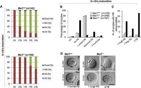 Meiosis I Abnormalities In Oocytes From Wild Type Heterozygous And Download Scientific