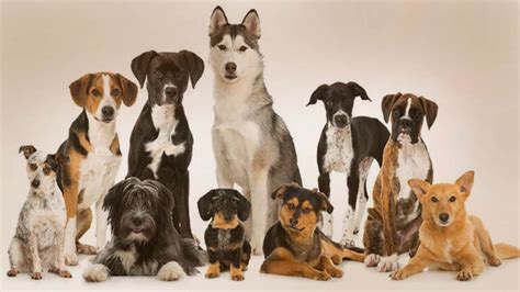 Top 15 Dog Breeds for Westminster Dog Show - Complete Guide!! - Dog Show TV