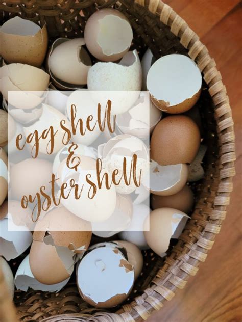 Eggshell And Oyster Shell For Your Chickens In 2021 Egg Shells Chickens Backyard Oysters