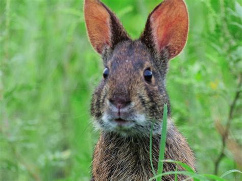 Marsh Rabbit Florida Wildlife · Inaturalist