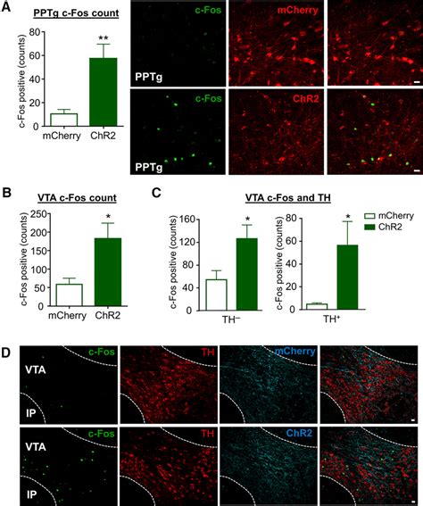 Optogenetic Stimulation Of Pptg Glutamate Neurons Induces C Fos In Pptg