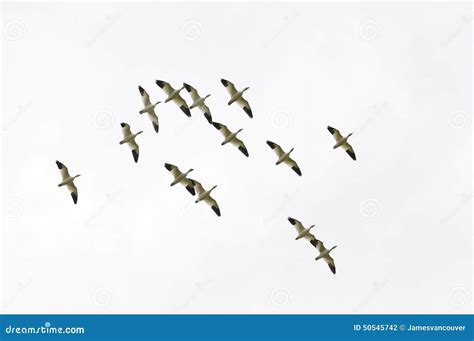 Snow Geese Flying To The South For Winter With White Background Stock ...