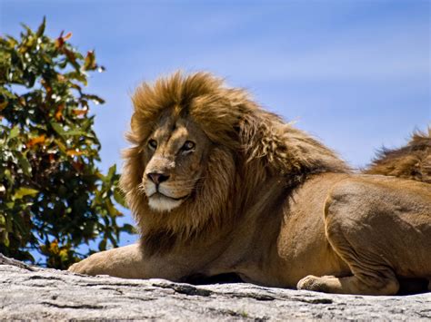 majestic lion roaring   natural habitat wallpaperscom