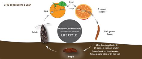 Life Cycle Of A Moth