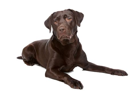 Labrador Retriever Png Transparent Image