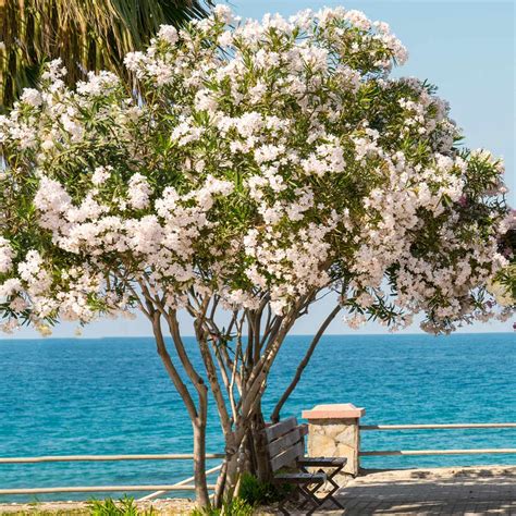 White Oleander Plant