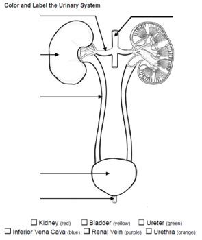 Color The Urinary System Key By Biologycorner TPT