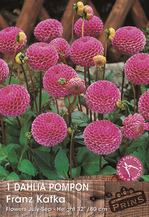 Dahlia Pom Pom Franz Kafka Wpc Prins Quality Summer Bulbs Tubers