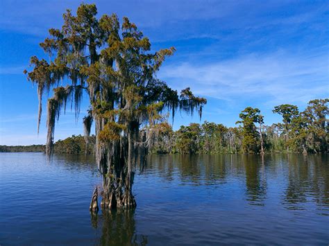 Fairview Riverside State Park Rv Campground In Madisonville La