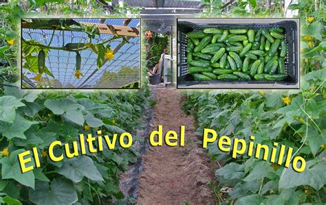 El Cultivo Del Pepinillo Gherkin Cultivation La Culture Du Pétit Cornichon Cultivo Del