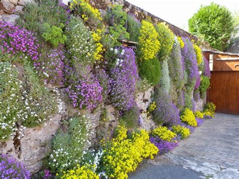 Best Flowering Ground Covers Artofit