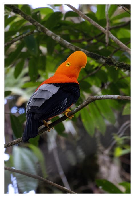 Andean Cock Of The Rock Napo Province Ecuador Joseph Beck Flickr