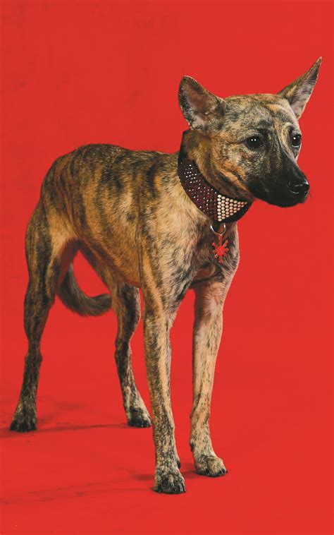 A unique canine legacy: The Philippine Forest Dog – Animal Scene Magazine