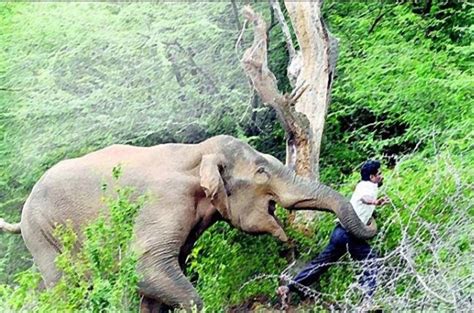 Mengulas Konflik Gajah Dan Manusia Di Kabupaten Tanggamus Lampung