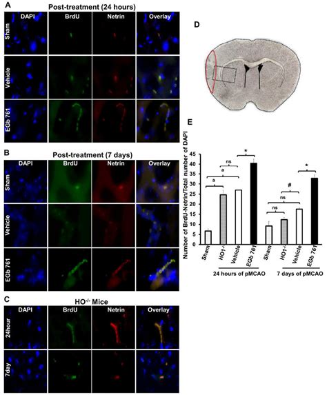 Egb 761 Post Treatment Enhances Neurogenesis Mice Post Treated With