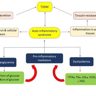 A Schematic Representation Of Insulin Resistance Of Development Which