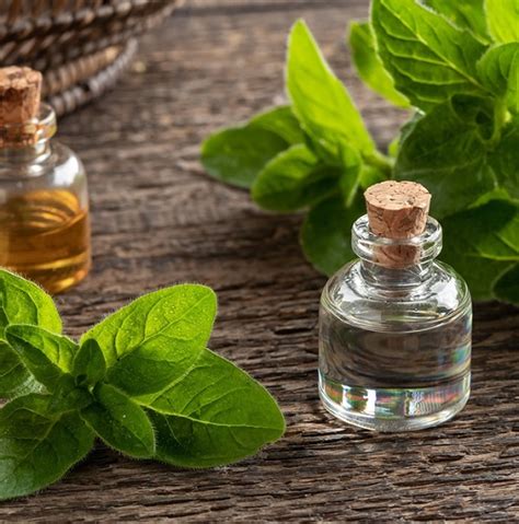 Oregano Oil For Nail Fungus Benefits And Usage Castor Oil Guide