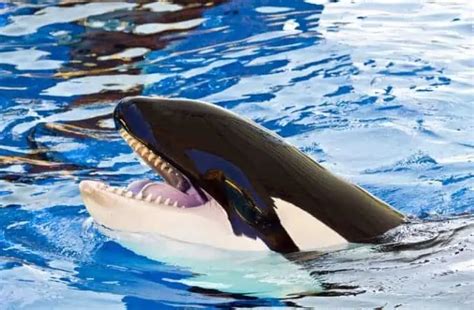 How Strong Is An Orca? Orca Bite Force and 13 Other Facts - Family Life ...