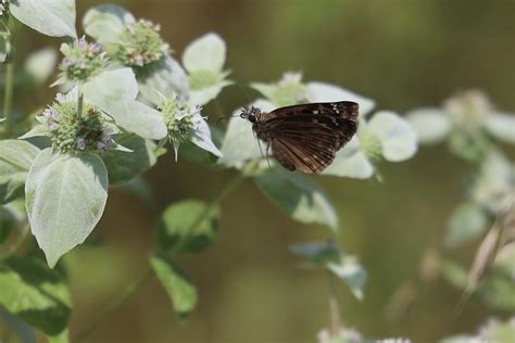 Horace S Duskywing Flying Erynnis Horatius On Mountain Flickr