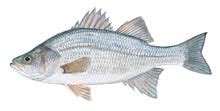 SCDNR - Fish - Species - White perch