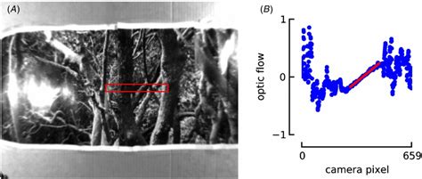 Visual Target And Optic Flow Estimation A Example Camera Image