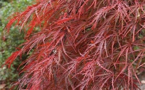 Japanese Maple Red Weeping 'Crimson Queen' 12" Pot - Hello Hello Plants ...