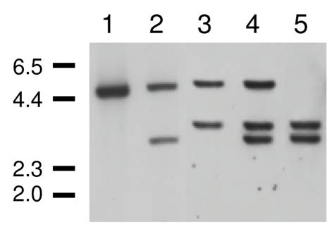 Deletion Analysis Of Lmxmpk Southern Blot Analysis Of Different