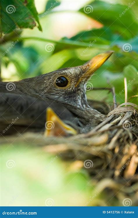 Blackbird nesting stock photo. Image of feathered, spring - 5412756