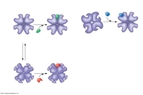 Allosteric Regulation Of Enzyme Activity Diagram Quizlet