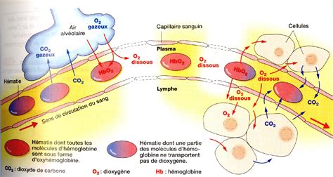 Appareil Respiratoire At Emaze Presentation