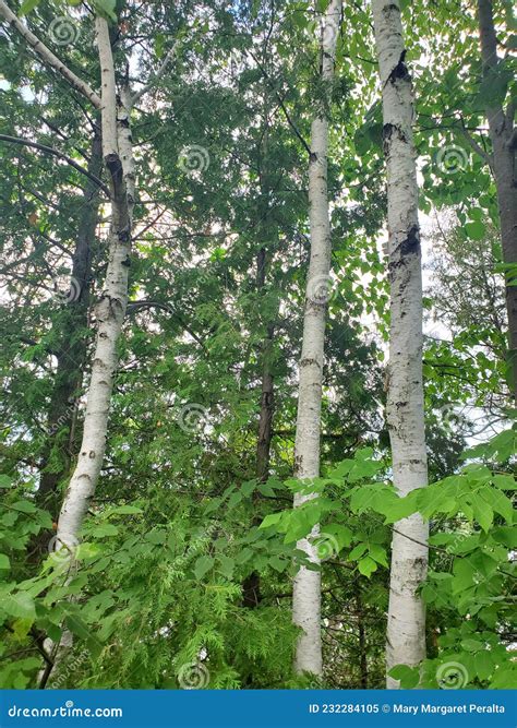 Birch Trees In Hickson Ontario Stock Image Image Of Enjoy Beauty