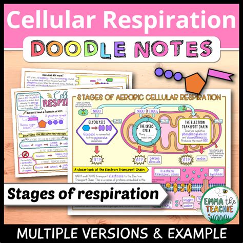 Cellular Respiration Doodle Notes Emmatheteachie Resources