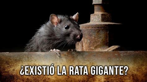 ¿existió La Rata Gigante De La Merced 🐀 Youtube