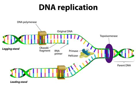 Origins Of Cell Compartmentalization Ap Biology Biology Dictionary