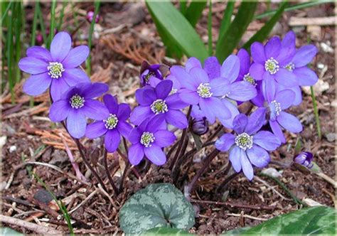 Przylaszczka Pospolita Hepatica Nobilis