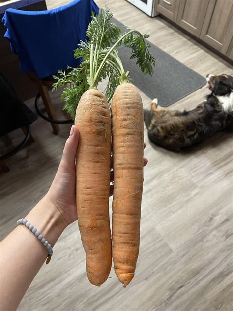 These Absolute Units Of Carrots Oscars Leg For Scale Purposes Rabsoluteunits