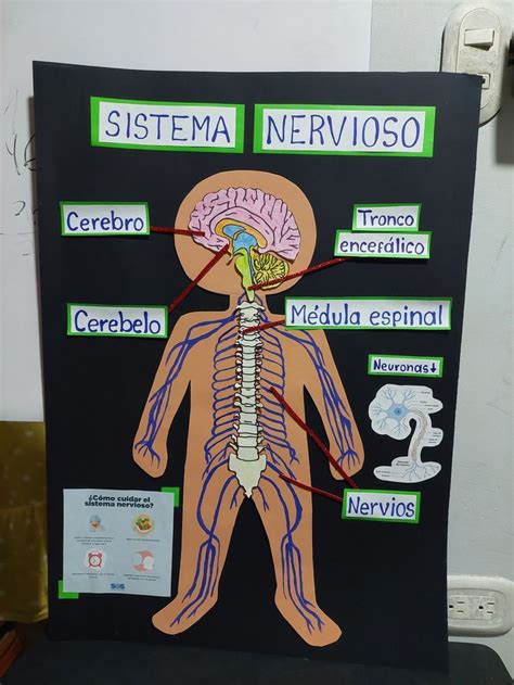 Pin By Drag N K Iser On Trabajos In Nervous System Projects