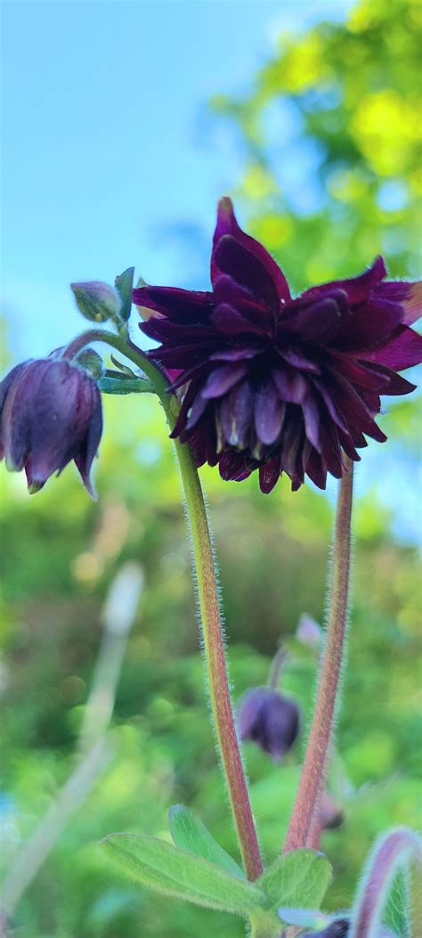 Akelei Black Barlow Aquilegia Vulgaris Black Barlow Zaden