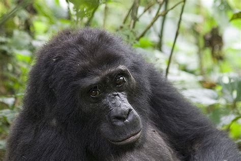 Uganda Safaris Through Kigali Eco Adventure Safaris