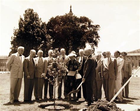 Sullivan Brothers Memorial Trees | Architect of the Capitol