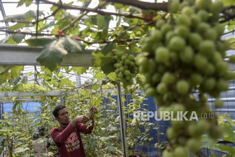 Budi Daya Anggur Di Lahan Sempit Republika Online