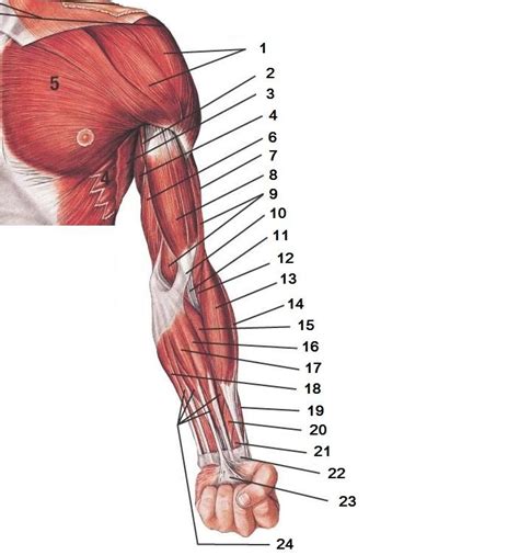 Upper Extremity Muscles Labeled