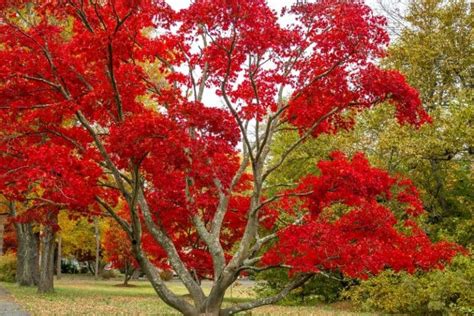 Do Maple Trees Lose Their Leaves Conserve Energy Future