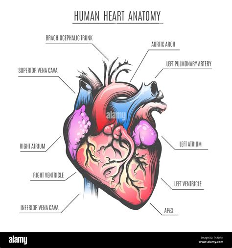 Human Heart Anatomy Poster Vector Illustration Stock Vector Image