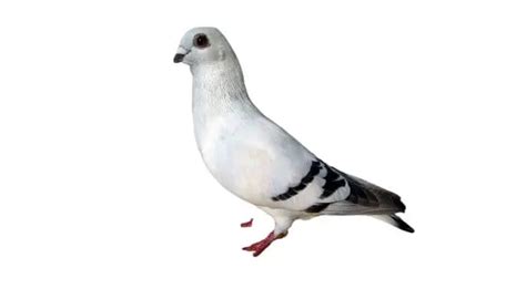 Types Of Pigeon Breeds Pigeonpedia