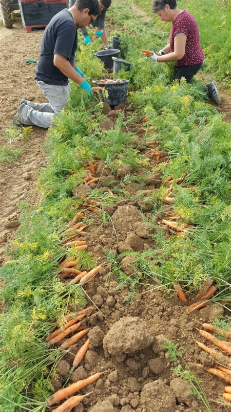 Au Potager de Becheret Récolte des carottes Marne