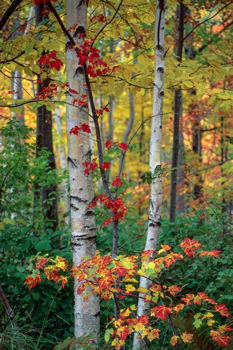 Fall Birch Trees