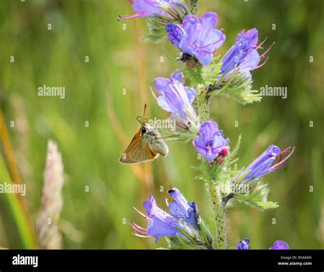 Adderhead Fotografías E Imágenes De Alta Resolución Alamy