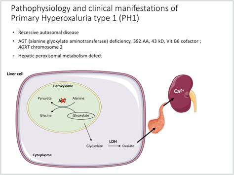 Efficient Generation Of Hipsc Derived Disease Model For Primary